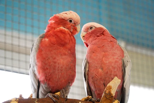 Två Rosa Och Grå Papegojor — Stockfoto