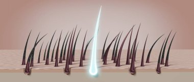 Saç kökleri - yenilenme konsepti - 3 boyutlu illüstrasyon