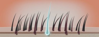 Saç kökleri - yenilenme konsepti - 3 boyutlu illüstrasyon