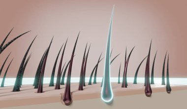 Saç kökleri - yenilenme konsepti - 3 boyutlu illüstrasyon