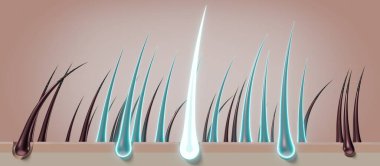 Saç kökleri - yenilenme konsepti - 3 boyutlu illüstrasyon