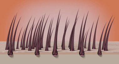 Sağlıklı saç kökleri ve mikroskop altında deri - 3 boyutlu illüstrasyon