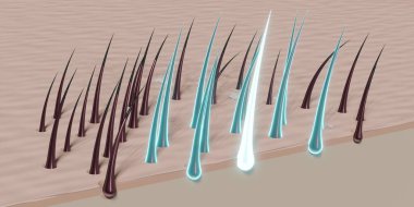 Saç kökleri - yenilenme konsepti - 3 boyutlu illüstrasyon