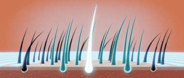 Saç kökleri - yenilenme konsepti - 3 boyutlu illüstrasyon