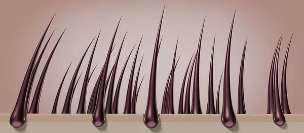 Healthy Hair Follicles Skin Microscope Illustration — Stock Photo, Image
