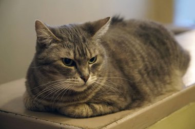 Tek benekli kahverengi kedi yatıyor.