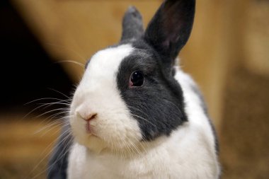 Tek siyah beyaz tavşan - kafaya yakın çekim