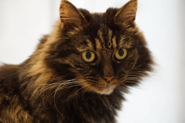 Kahverengi, benekli, uzun saçlı kedi kameraya bakıyor.