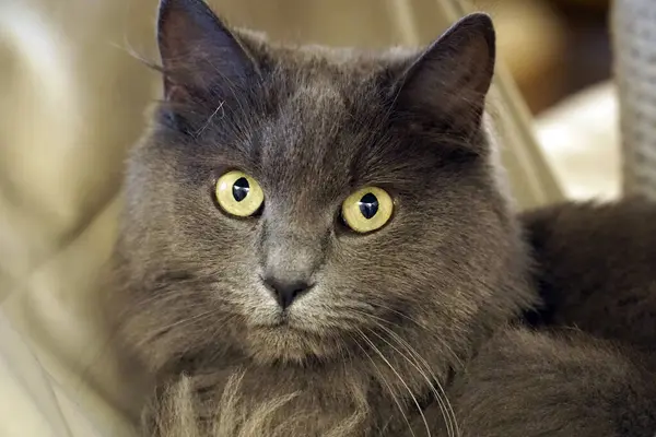 Одинарний Довгошерстий Сірий Кіт Дивиться Камеру — стокове фото