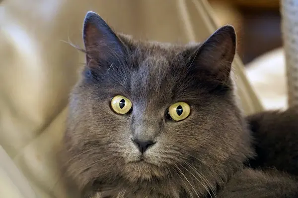Одинарний Довгошерстий Сірий Кіт Дивиться Камеру — стокове фото