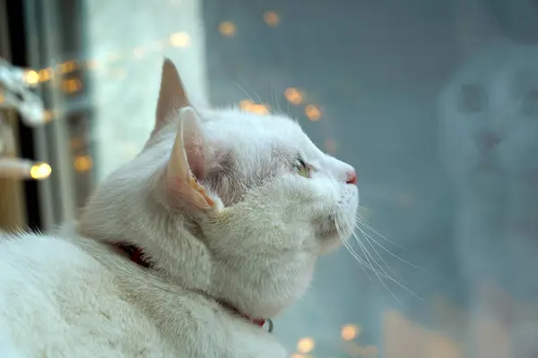 Pencereden Bakan Beyaz Kedi — Stok fotoğraf