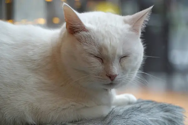 Único Gato Blanco Con Los Ojos Cerrados —  Fotos de Stock