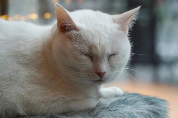 Одиночна Біла Кішка Закритими Очима — стокове фото