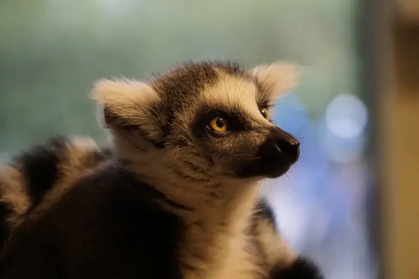 Enkel Lemur Närbild Huvudet — Stockfoto