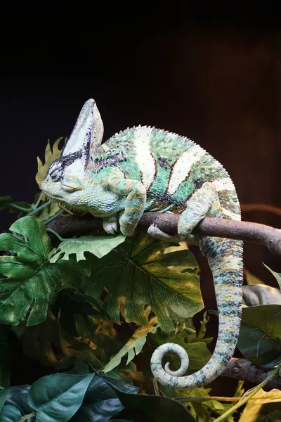 Zelená Chameleon Sedící Větvi — Stock fotografie