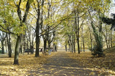 Park meydanında yapraklar sonbaharda dökülür.