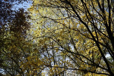 Sonbaharda ağaç dalında portakal yaprakları