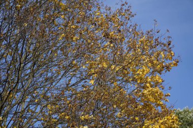 Sonbaharda ağaç dalında sarı yapraklar