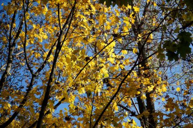 Sonbaharda ağaç dalında sarı yapraklar