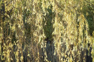 Söğüt ağacı yapraklarına yakın çekim