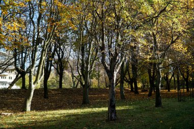 Parktaki ağaçlar Sonbaharda sarı yapraklarla