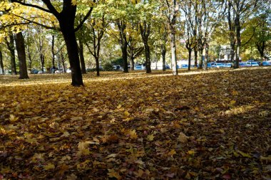 Parkta kurutulmuş sarı ve turuncu yapraklar - sonbahar zamanı
