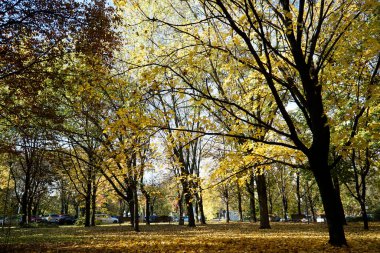Parkta kurutulmuş sarı ve turuncu yapraklar - sonbahar zamanı
