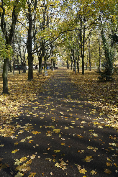 Alley in park with leaves on ground in fall