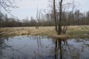 İlkbaharda çayırda sel ovası - Kampinos Ormanı, Polonya