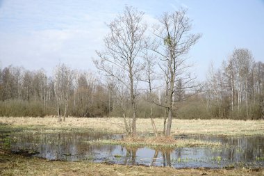 İlkbaharda çayırda sel ovası - Kampinos Ormanı, Polonya