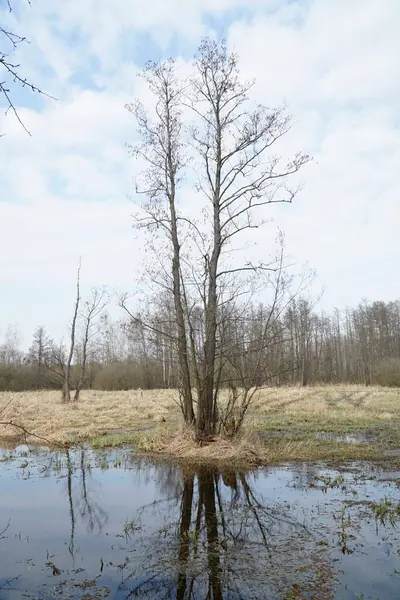 İlkbaharda çayırda sel ovası - Kampinos Ormanı, Polonya