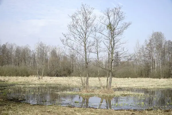 İlkbaharda çayırda sel ovası - Kampinos Ormanı, Polonya
