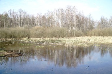 İlkbaharda çayırda sel ovası - Kampinos Ormanı, Polonya