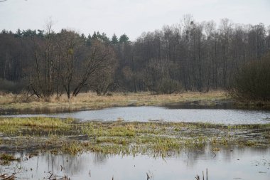 İlkbaharda çayırda sel ovası - Kampinos Ormanı, Polonya