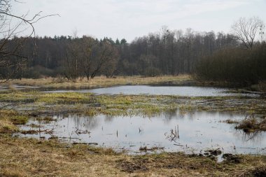 İlkbaharda çayırda sel ovası - Kampinos Ormanı, Polonya