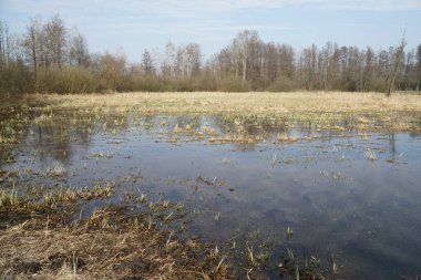 İlkbaharda çayırda sel ovası - Kampinos Ormanı, Polonya