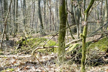 Polonya 'daki Kampinos Ormanı' nda rezerv