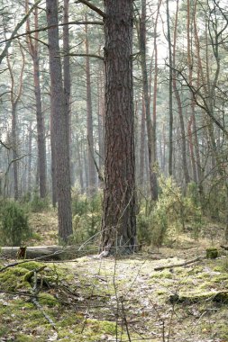 Baharda Kampinos Ormanı, Polonya