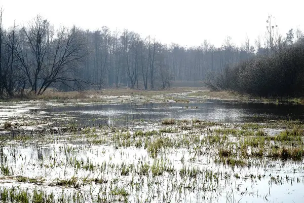 İlkbaharda çayırda sel ovası - Kampinos Ormanı, Polonya