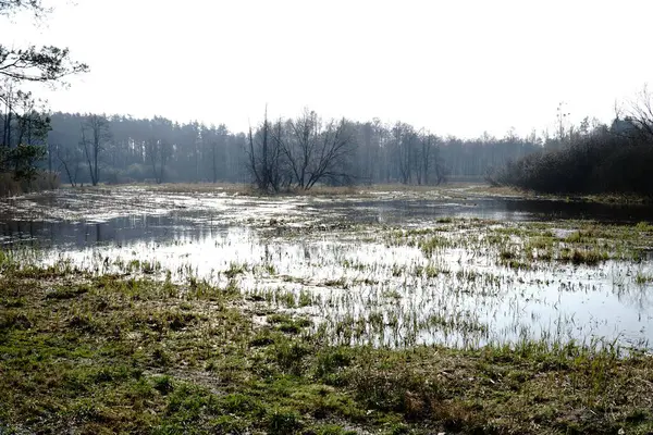 İlkbaharda çayırda sel ovası - Kampinos Ormanı, Polonya