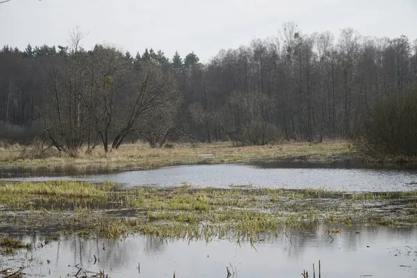 İlkbaharda çayırda sel ovası - Kampinos Ormanı, Polonya