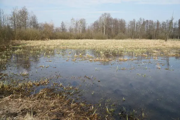 İlkbaharda çayırda sel ovası - Kampinos Ormanı, Polonya