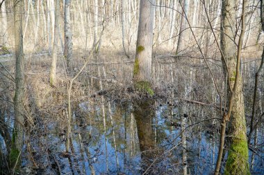Polonya Kampinos Ormanında Bataklık