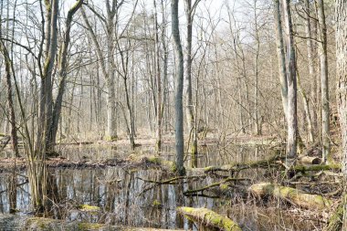 Polonya Kampinos Ormanında Bataklık