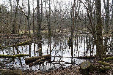 Polonya Kampinos Ormanında Bataklık