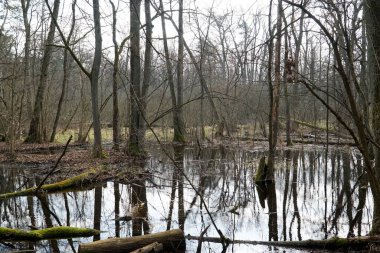 Polonya Kampinos Ormanında Bataklık