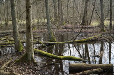 Polonya Kampinos Ormanında Bataklık