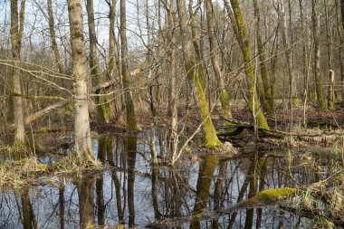Polonya Kampinos Ormanında Bataklık