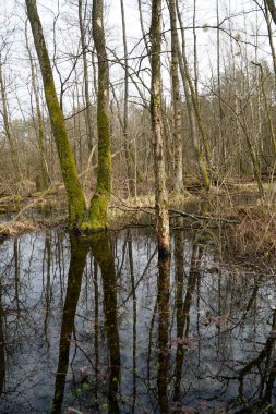 Polonya Kampinos Ormanında Bataklık