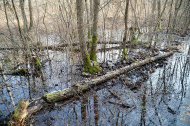 Polonya Kampinos Ormanında Bataklık